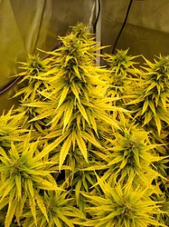IMG_20240613_130121264