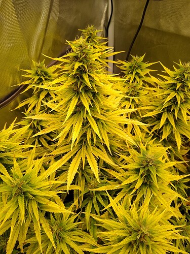 IMG_20240613_130121264