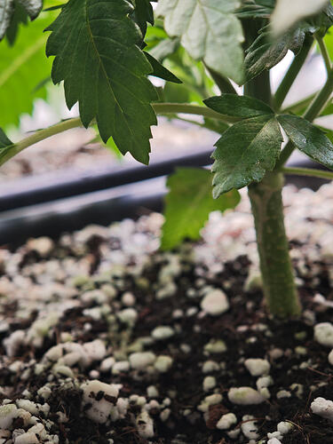 Growreport Bild 33