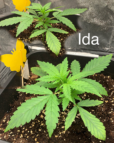 Growreport Bild 8