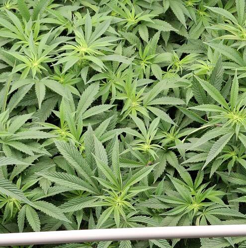 Growreport Bild 33
