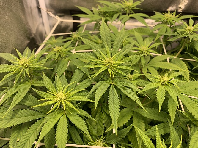 Growreport Bild 6