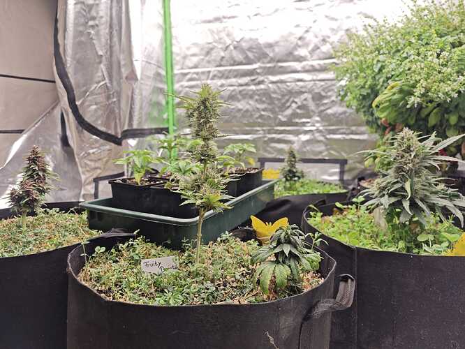 Growreport Bild 28