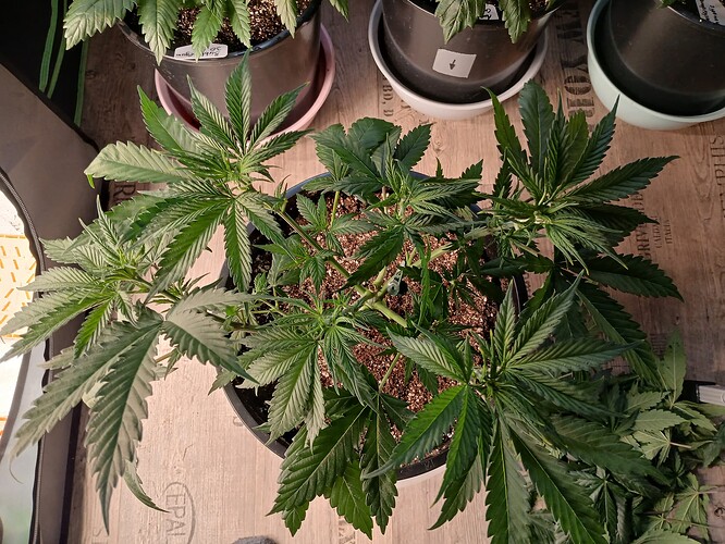 Growreport Bild 15