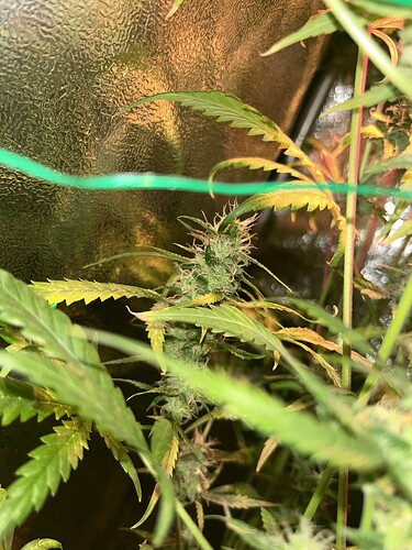 Growreport Bild 5
