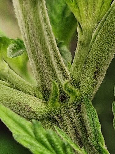 Growreport Bild 4