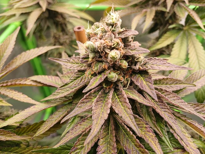 Growreport Bild 47