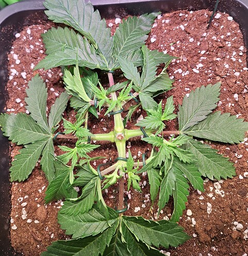 Growreport Bild 12