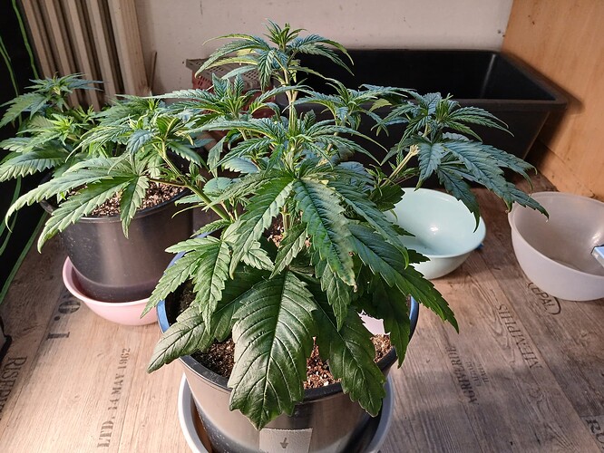 Growreport Bild 6