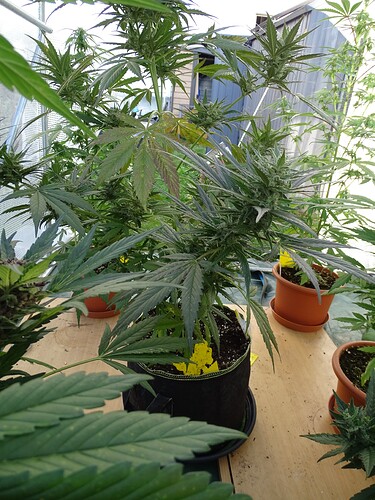 Growreport Bild 27