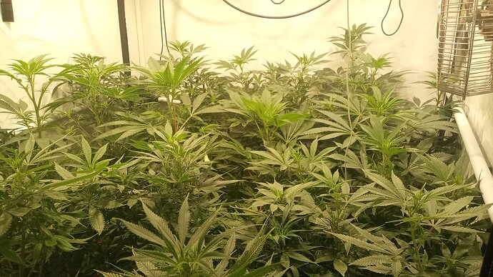 Growreport Bild 8