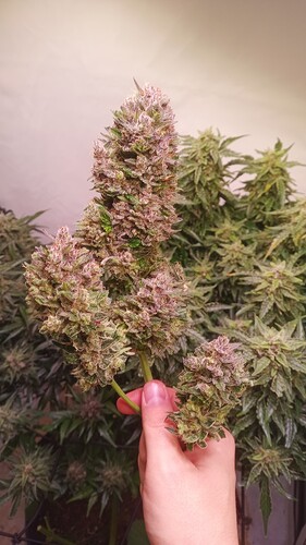 Growreport Bild 24