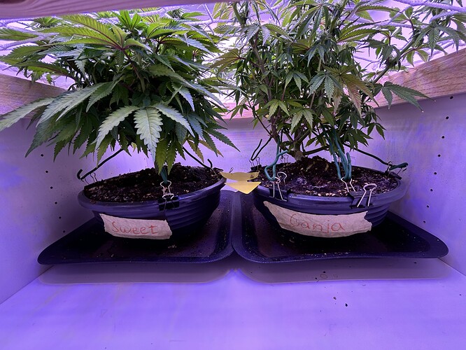 Zwei Cannabis-Pflanzen in Töpfen mit der Beschriftung 'Sweet' und 'Ganja' in einem Grow-Schrank.
