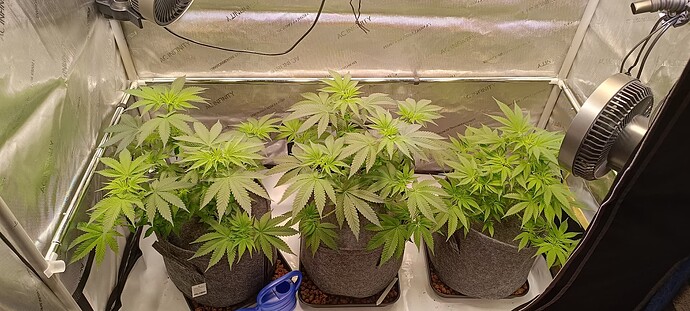 Growreport Bild 1