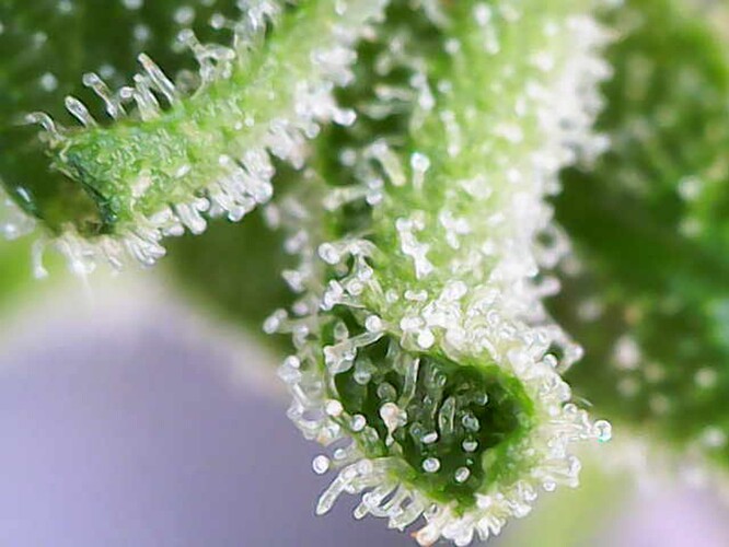 Growreport Bild 29