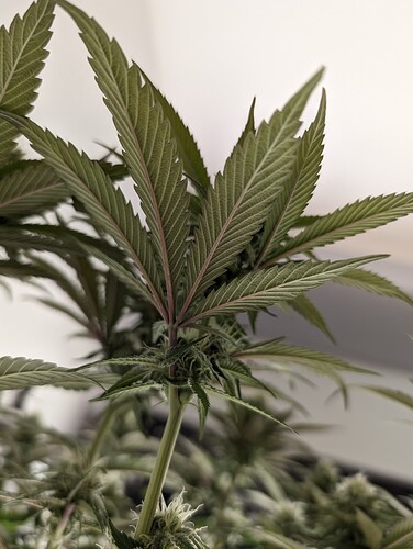 PXL_20240505_201342128