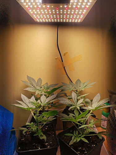 Lucky Hemp LT 18 (2)