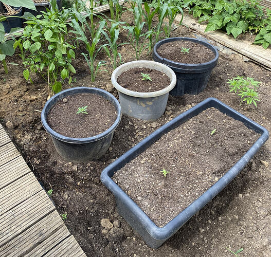 08.07.2026, Umtopfen der Automatic Sorten in Endtopf, Aussetzen Lemon Haze ins Freilandbeet, rechts oben