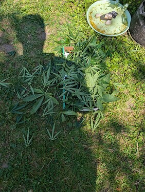 PXL_20250629_102006595.MP