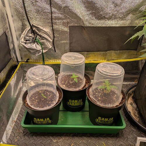 Drei junge Cannabissämlinge in schwarzen Töpfen mit Ganja Farmer Logo, jeder unter einer transparenten Plastikhaube in einem Growzelt.