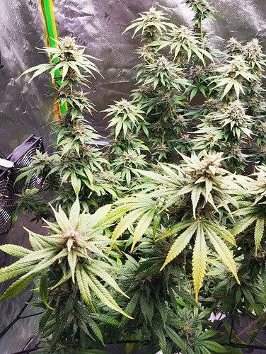Growreport Bild 17