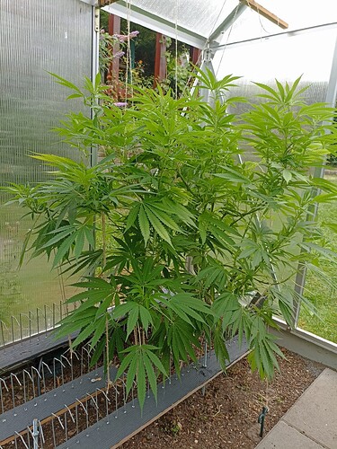 Growreport Bild 5