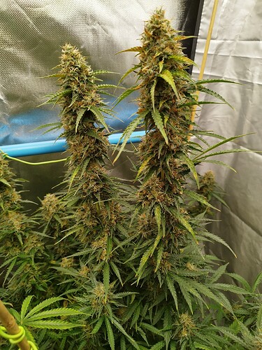 Growreport Bild 19