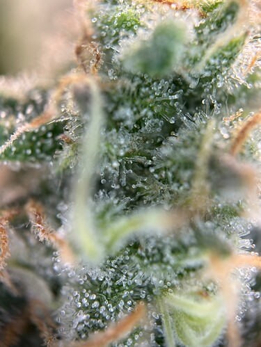 Growreport Bild 43