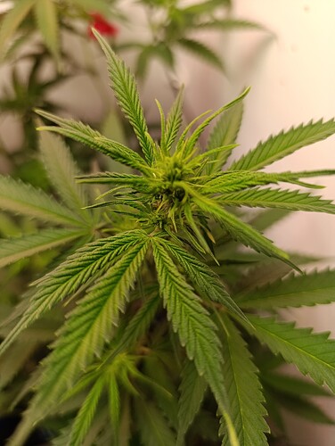 Growreport Bild 58