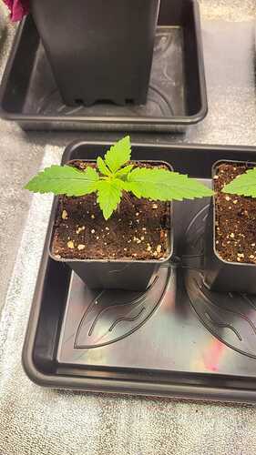 Growreport Bild 53