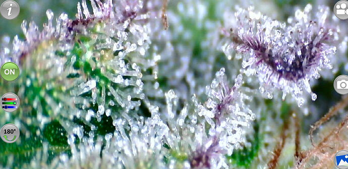 Growreport Bild 7