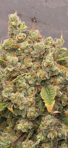 Growreport Bild 19