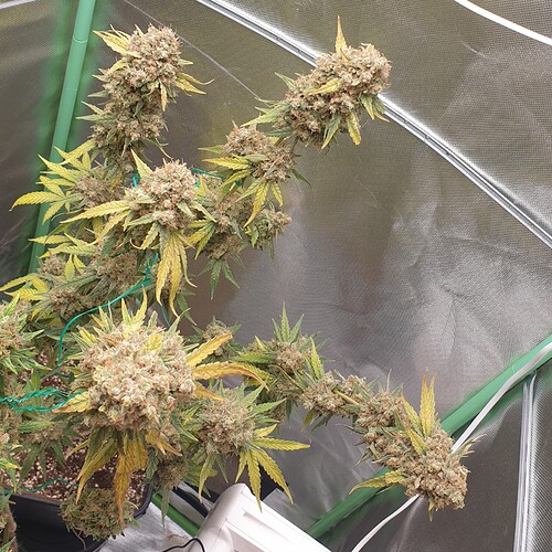 Growreport Bild 1