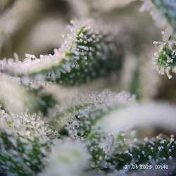 trichome 3