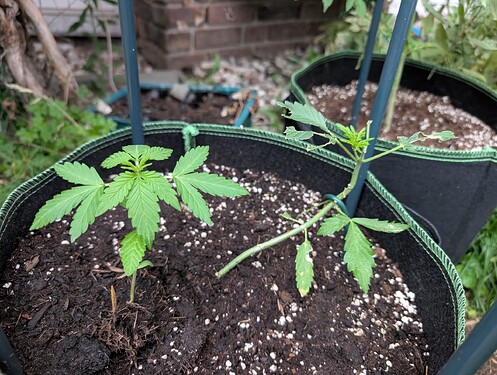 PXL_20250708_181605661