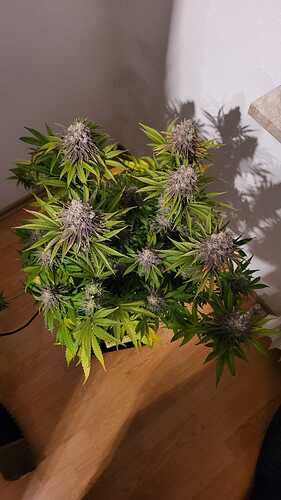 Growreport Bild 10