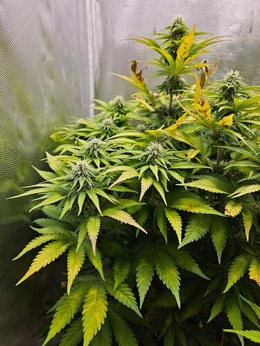 20250102_180452 - Kopie