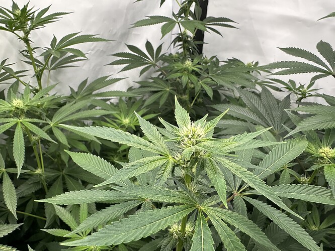 Growreport Bild 4