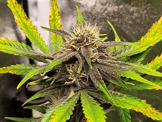 Growreport Bild 6