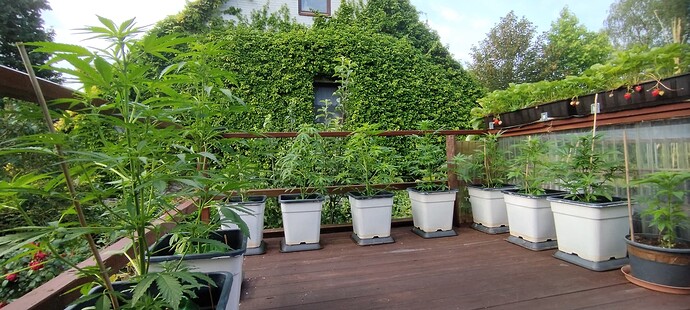 Growreport Bild 34