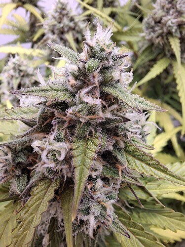 Growreport Bild 189