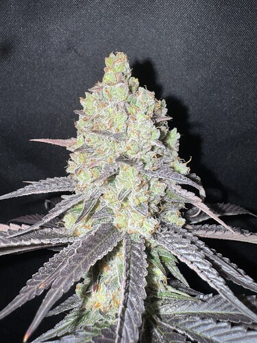 Growreport Bild 40