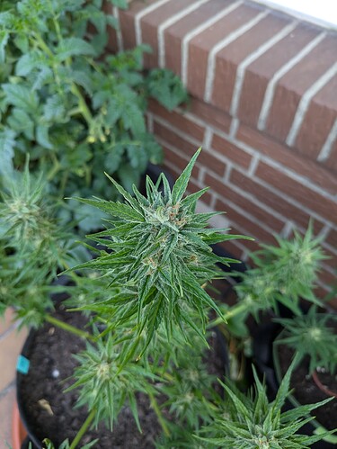 PXL_20240720_070207414