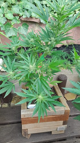 Growreport Bild 8