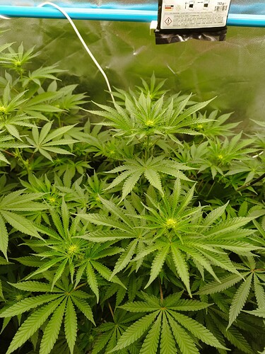Growreport Bild 3