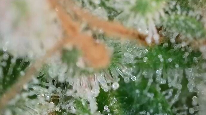 Growreport Bild 50