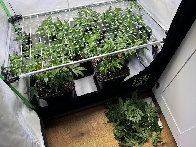 Growreport Bild 4