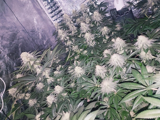 Growreport Bild 21