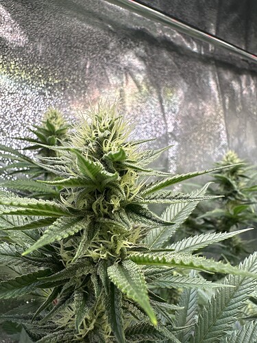 Growreport Bild 13