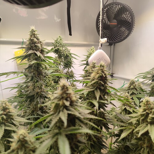 Growreport Bild 17
